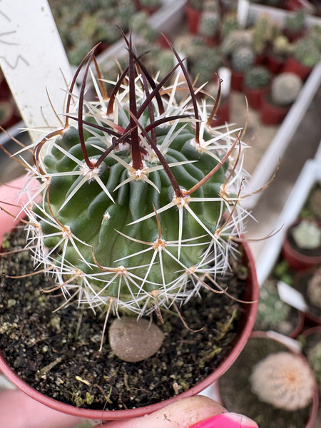 Stenocactus lamellosus