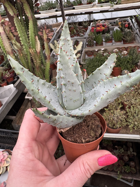 Aloe peglarae