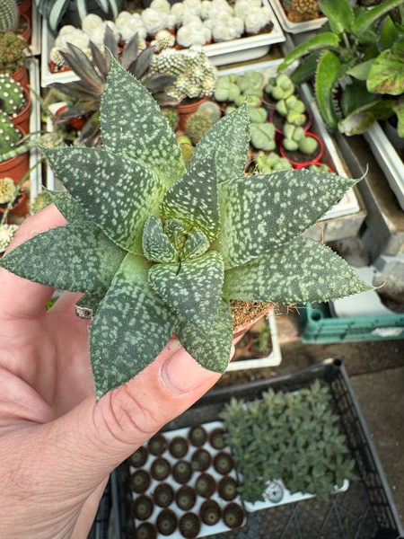Gasteria d'grey moon