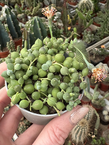 SENECIO ROWLEYANUS zwisające