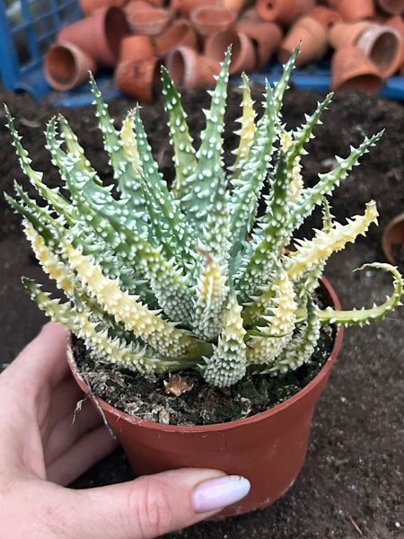 Aloe humilis 'Variegata'