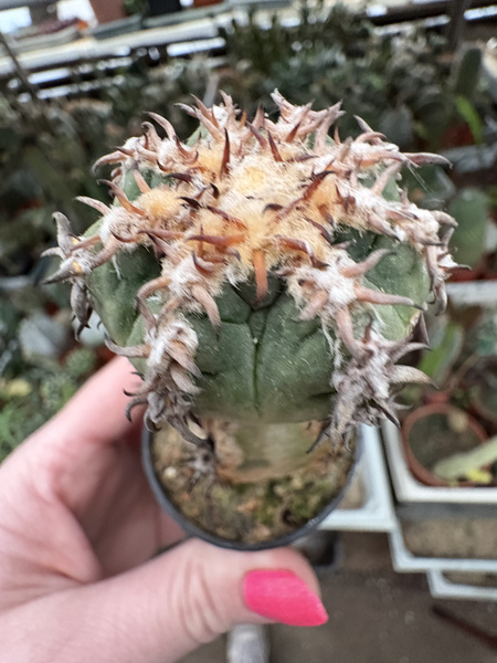 Gymnocalycium spegazzinii v. unguispinum