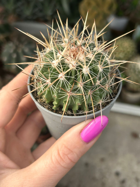 Echinofossulocactus crispatus var. longispinus