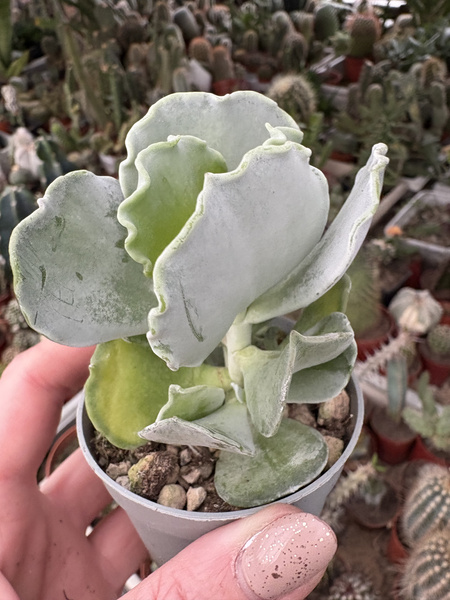 Cotyledon undulata