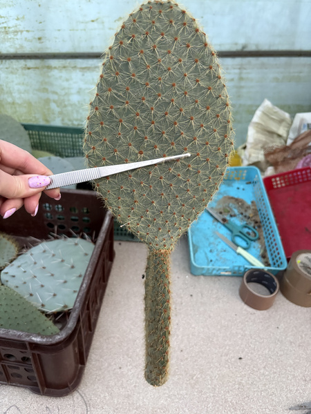 Opuntia scherii