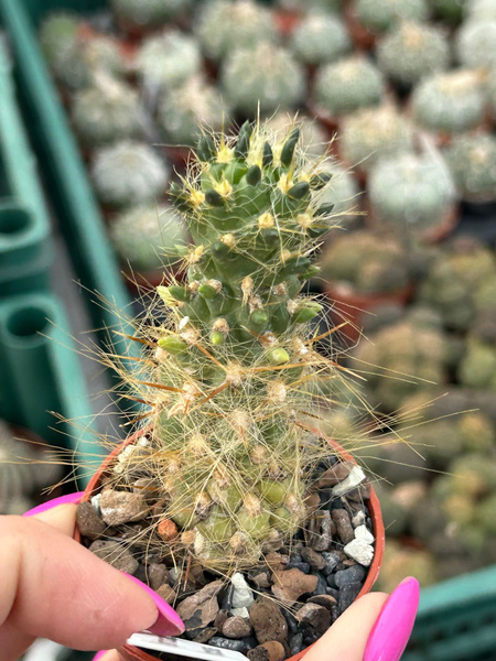 Austrocylindropuntia floccosa