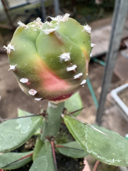 Astrophytum myriostigma 'Nuda Variegata'