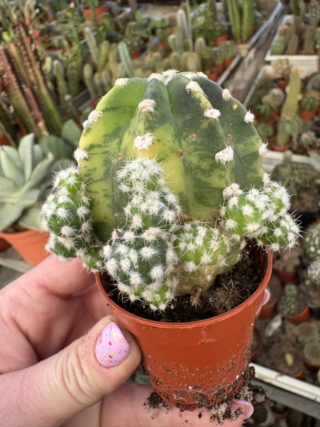 Echinopsis subdenudata 'Variegata Prolifera'