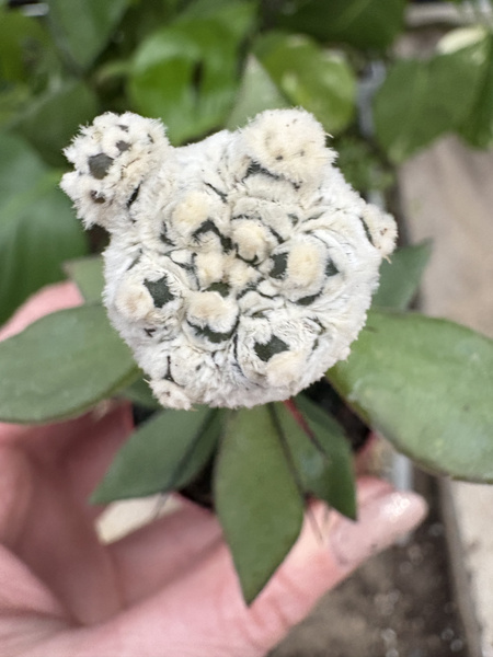 Astrophytum asterias 'Extreme Snow'