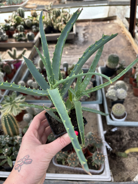 Aloe arborescens