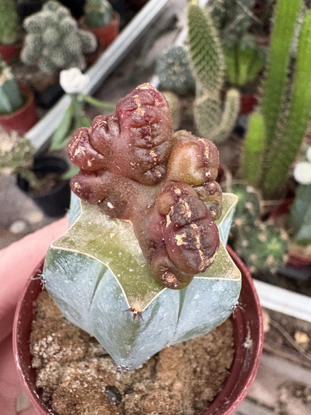 Echinopsis schickendantzii 'Monstruosa Red' kaktus pochodniowy