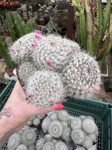 Mammillaria hahniana