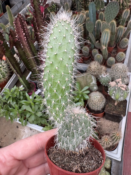 Opuntia senilis