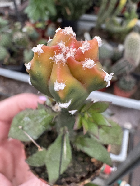 Astrophytum myriostigma 'Nuda Variegata'