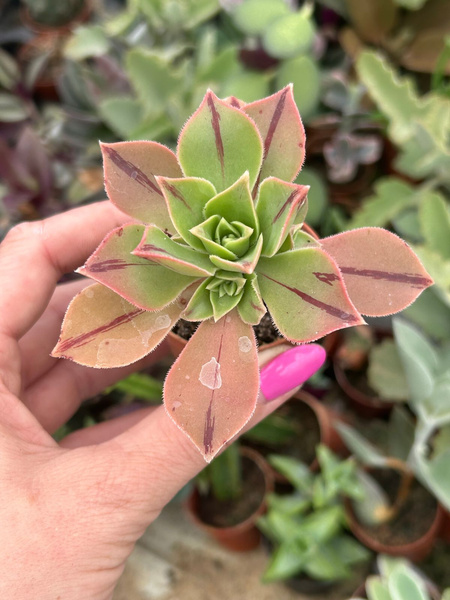 Aeonium leucoblepharum