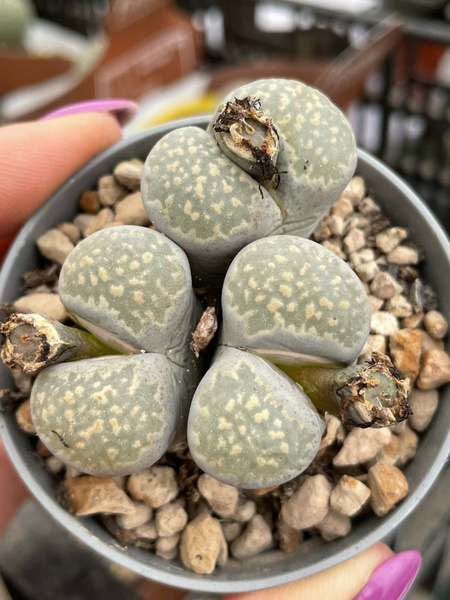 LITHOPS FIORE BIANCO BIAŁE KWIATY