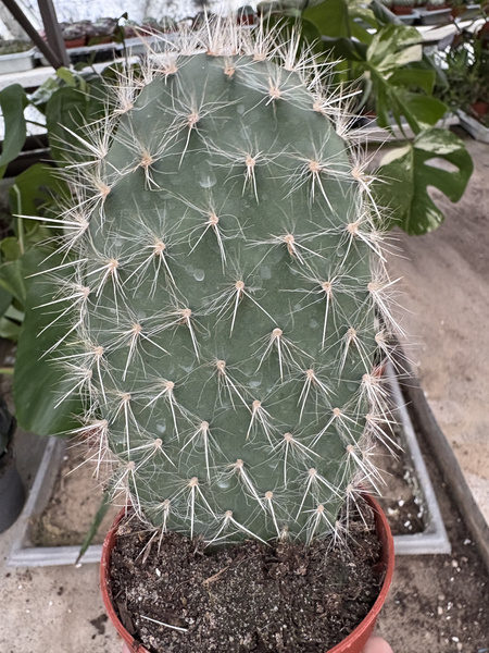 Opuntia senilis