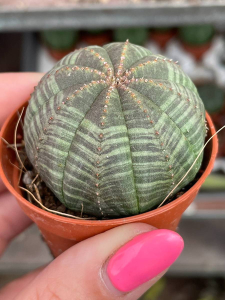 Euphorbia symmetrica