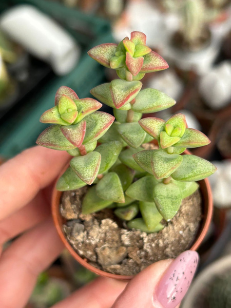 Crassula brevifolia