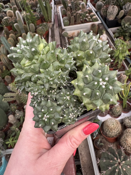 Mammillaria spinosissima 'Jan Suba'