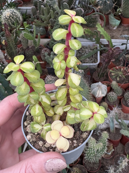 Portulacaria afra 'Mediopicta Alba'