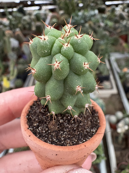 Trichocereus pachanoi 'Monstruosa'
