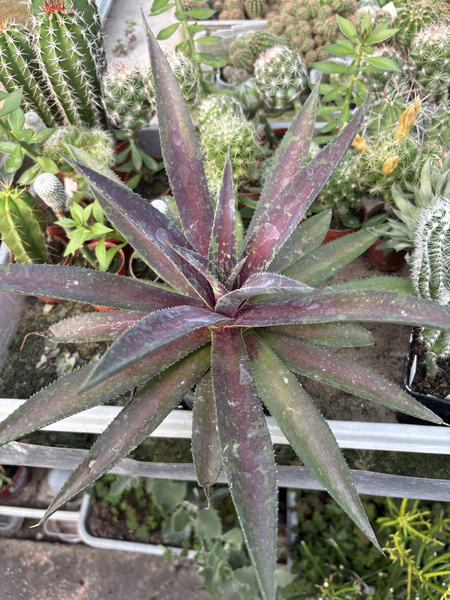 Mangave 'Mission to Mars'