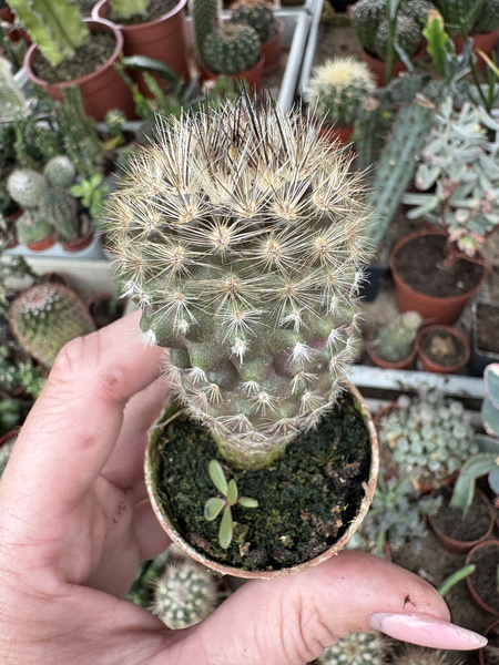 Neoporteria matancillensis