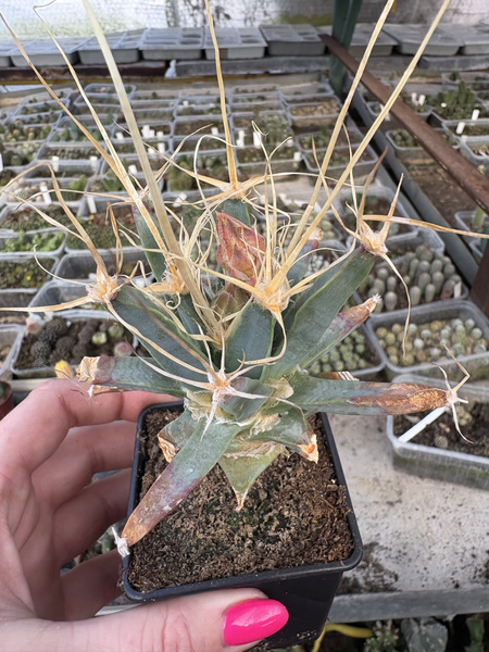 Leuchtenbergia principis