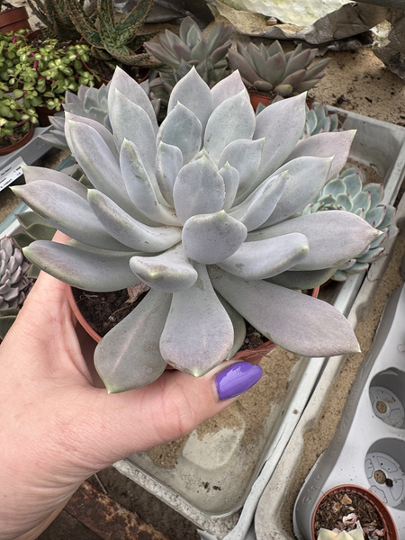 Pachyveria draco