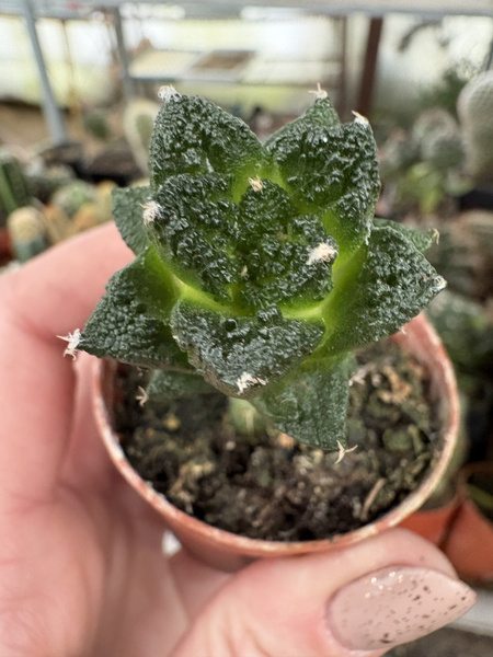 Ariocarpus fissuratus v.hintonii