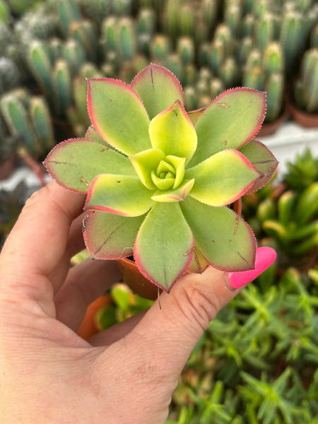 Aeonium kiwi 'Variegata'