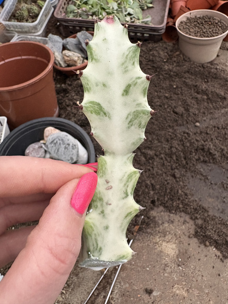 Euphorbia lactea 'White Ghost'