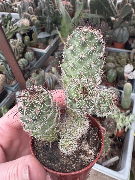 Mammillaria swingleii