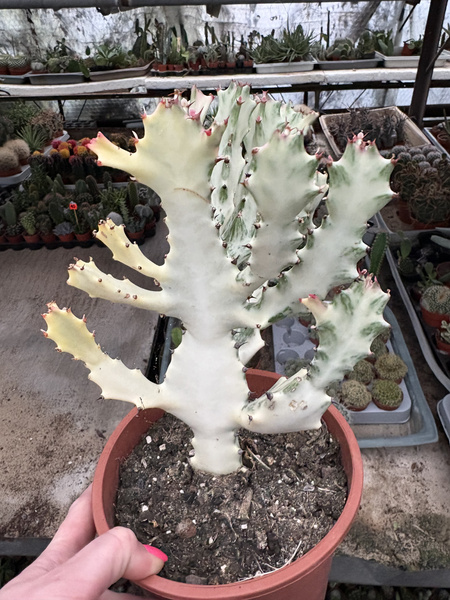 Euphorbia lactea 'White Ghost' BIAŁY DUCH Wilczomlecz mleczny