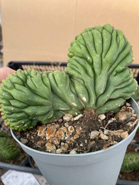 Trichocereus pachanoi 'Cristata'