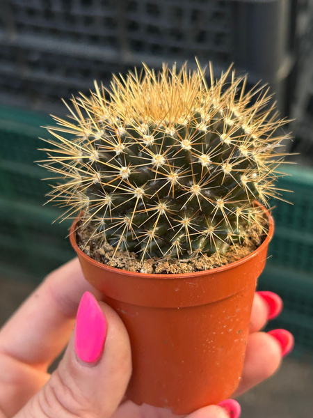 Mammillaria nivosa