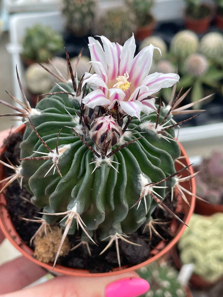 Stenocactus hastatus