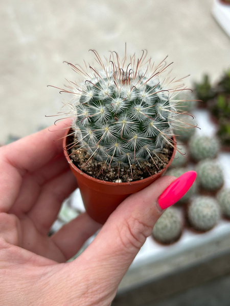 Mammillaria bombycina