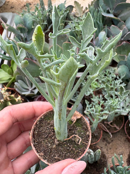 Senecio articulatus Roślina świec