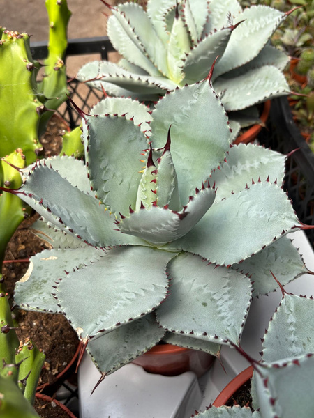 Agave pygmaea 'Dragon Toes'