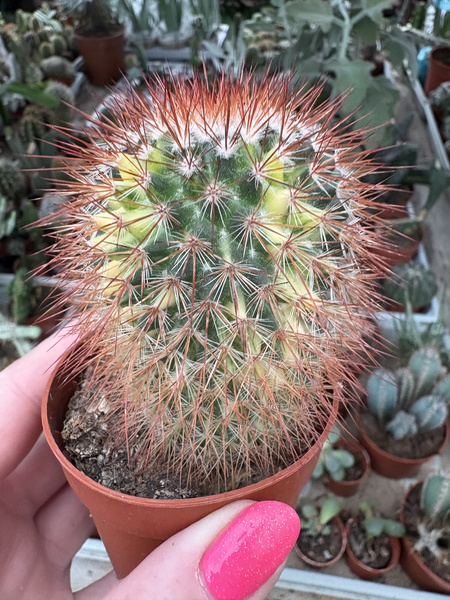 Mammillaria spinosissima 'Variegata'