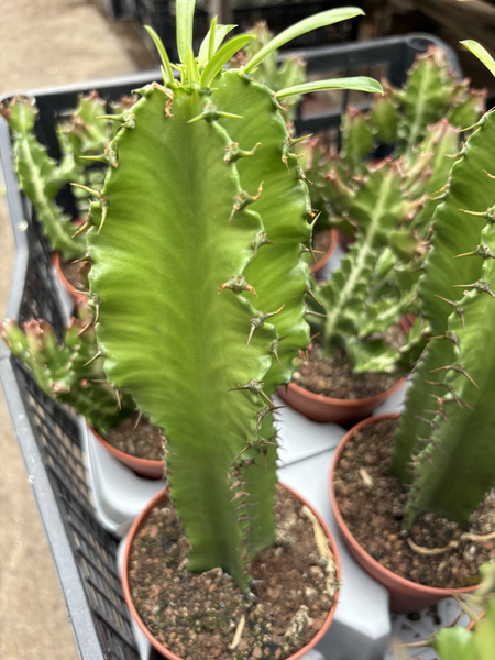 Euphorbia eritrea