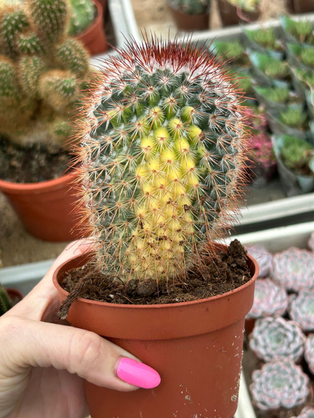 Mammillaria spinosissima 'Variegata'