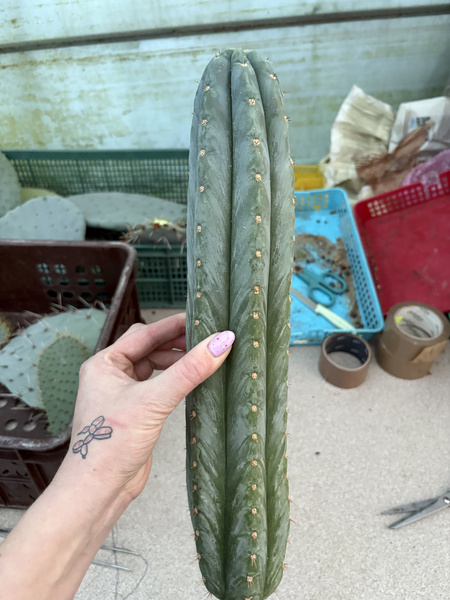 Trichocereus pachanoi