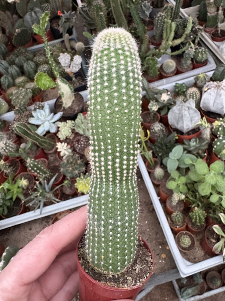 Cleistocactus strausii 'Inermis'