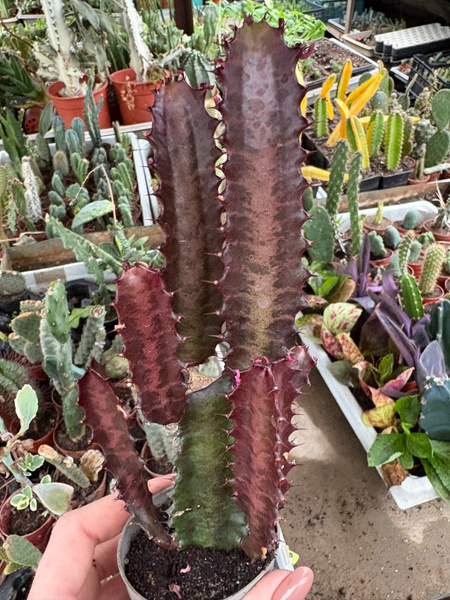 Euphorbia trigona 'Rubra'