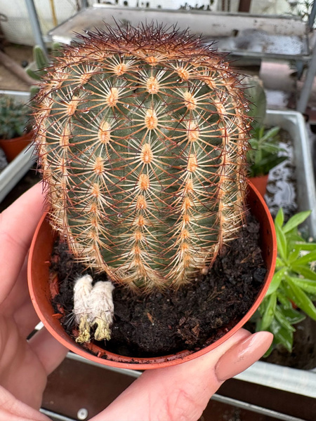 Echinocereus reichenbachii siewka MROZOORPORNY