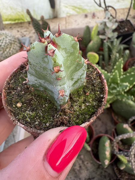 Euphorbia resinifera