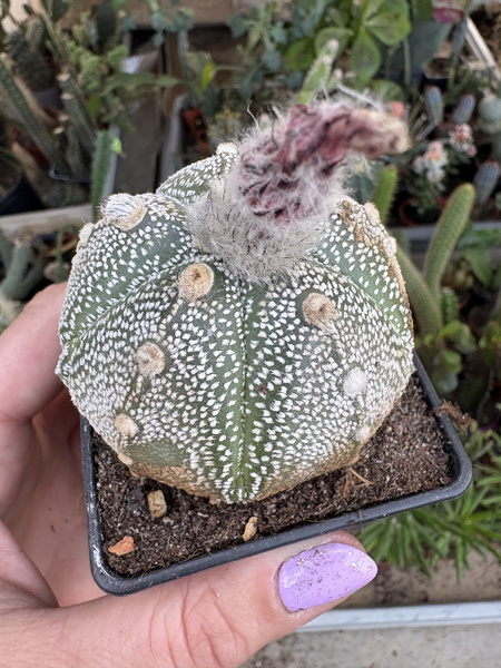 Astrophytum asterias x A.coahuilense 'Ball'